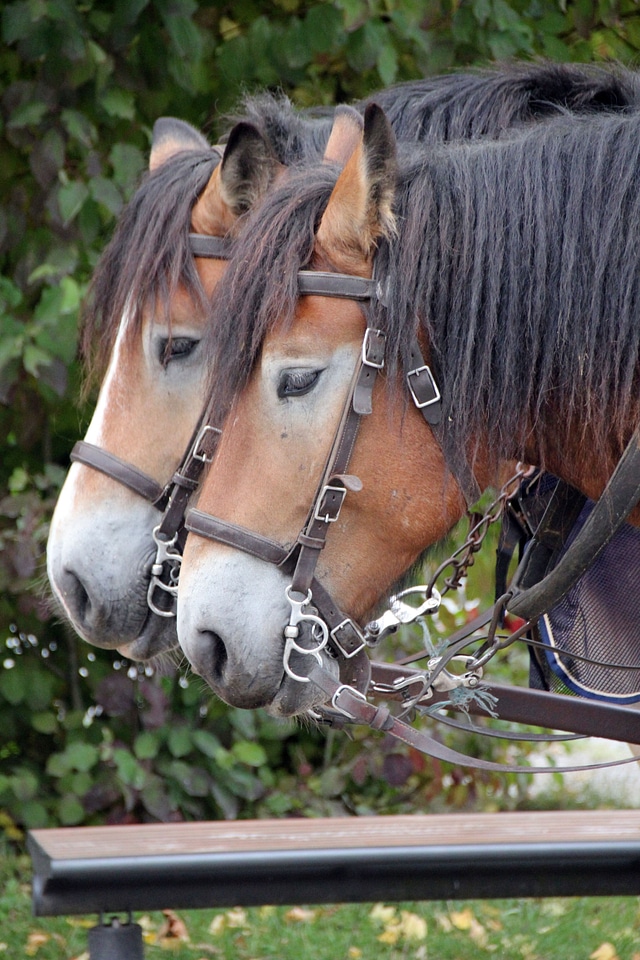 Horses twin horse head