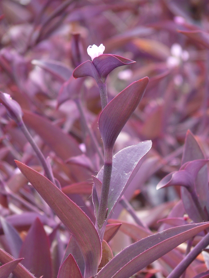 Bloom stalk plant