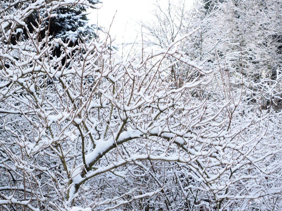 Snow Covered Branches