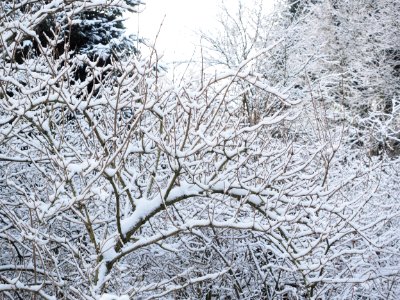 Snow Covered Branches