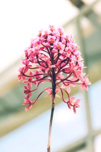 Pink Flower photo