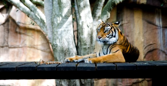Tiger In Zoo photo