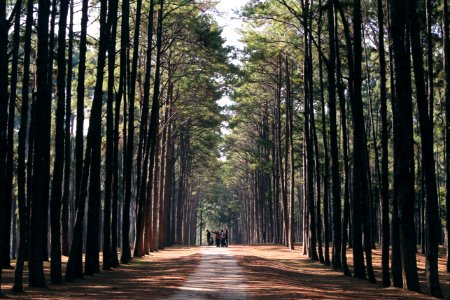 Road Through Forest