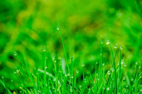 Dew Drops On Blades Of Grass photo