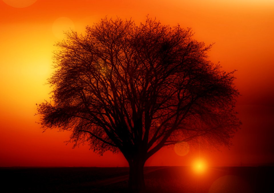 Sky Sunrise Dawn Tree photo