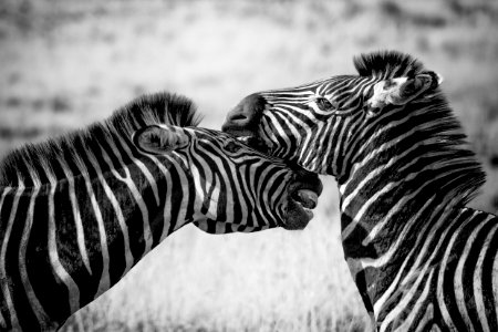 Wildlife Zebra White Black And White photo