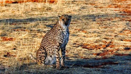 Cheetah Wildlife Terrestrial Animal Mammal photo