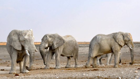 Elephant Elephants And Mammoths Wildlife Terrestrial Animal