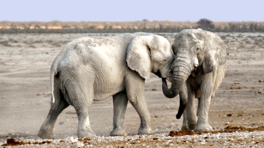 Elephant Elephants And Mammoths Wildlife Terrestrial Animal