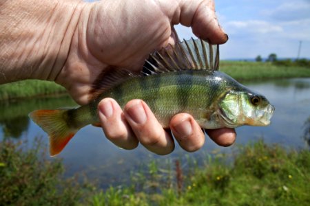 Bass Fish Perch Fauna