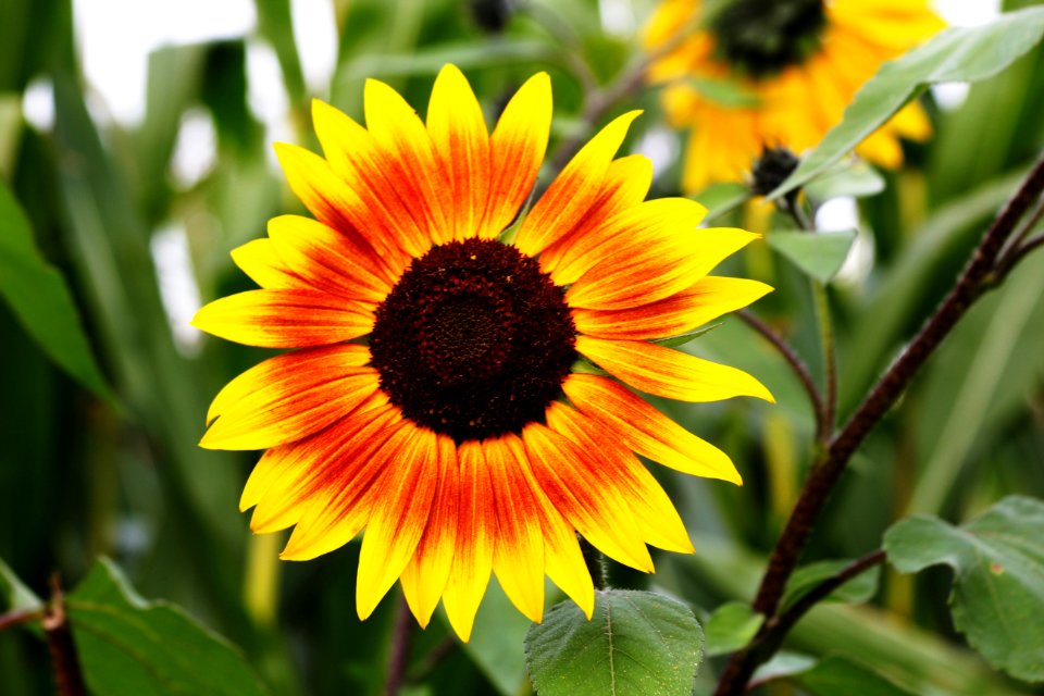 Flower Sunflower Sunflower Seed Flora
