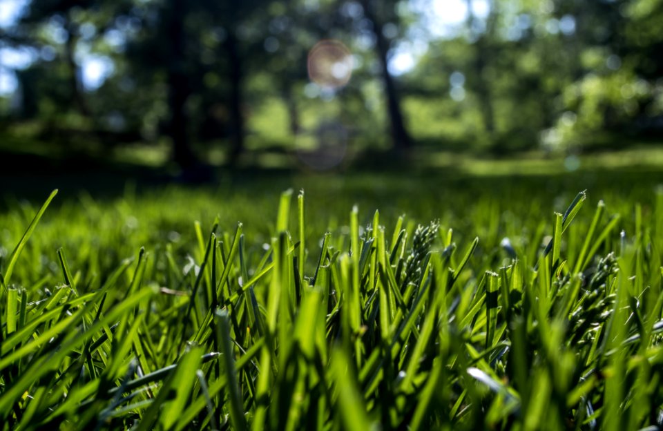 Green Grass photo