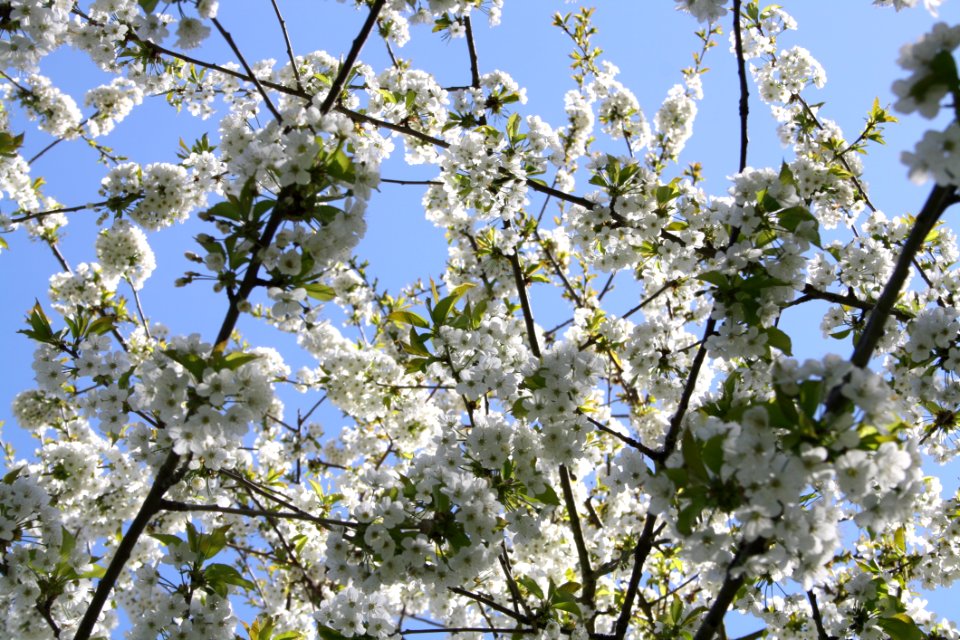 Blooming Tree