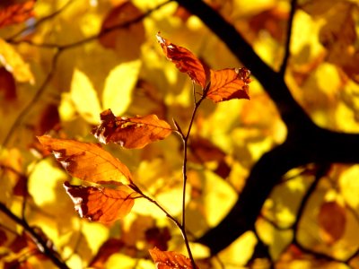 Leaf Autumn Deciduous Flora photo