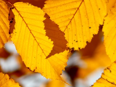 Leaf Yellow Deciduous Autumn