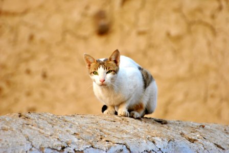 White Tabby Cat On Grey Rock