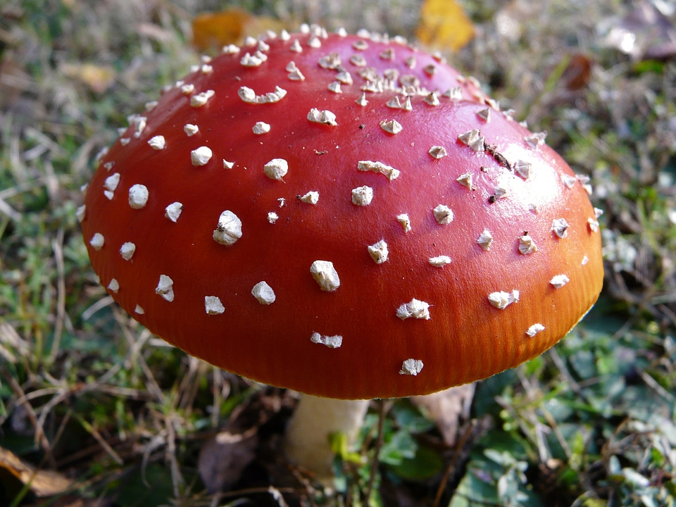 Nature fungus fungi