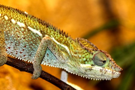 Green And Gray Chameleon photo