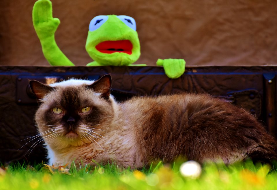 Persian Cat Illustration