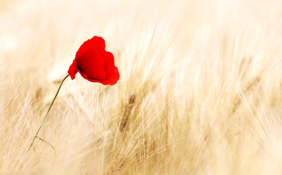 Flower Red Coquelicot Poppy