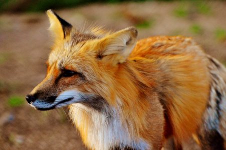 Close Up Photo Of True Fox Animal At Daytime photo