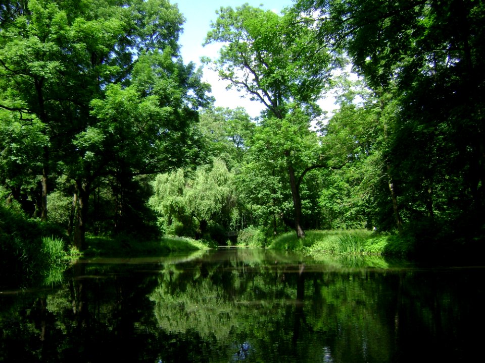 Reflection Nature Vegetation Waterway