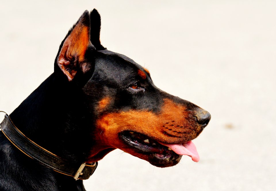 Black And Tan Doberman Pinscher