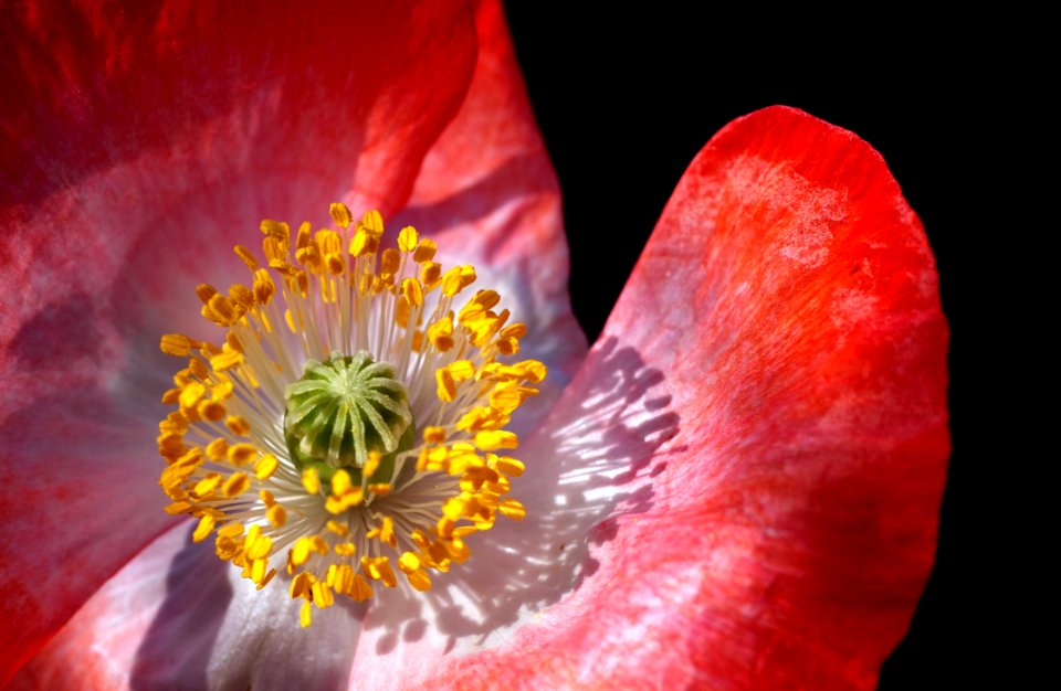 Red Petal Flower