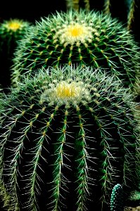 Green White And Yellow Petal Torny Flower