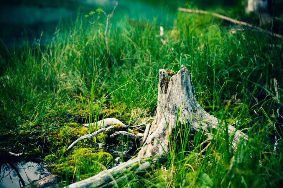 Tree Stump In Grasses