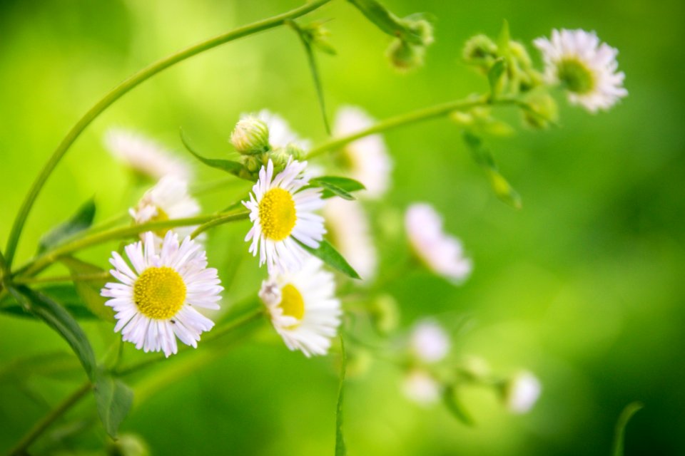 Close-up Of Yellow Flowers
