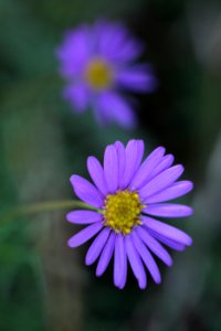 Close Up Photography Of Purple Multi Petaled Flower photo