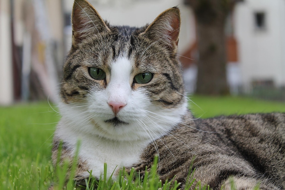 Cat's eyes animals curious