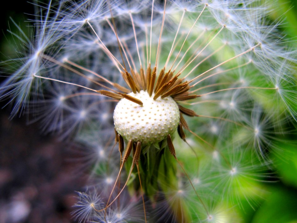 White Flower Photography