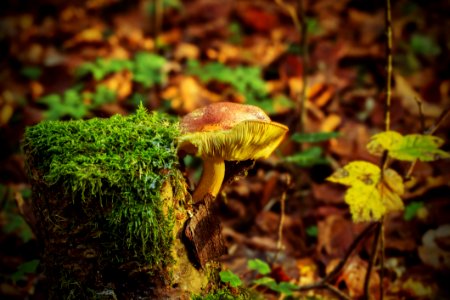 Fungus Vegetation Mushroom Ecosystem photo