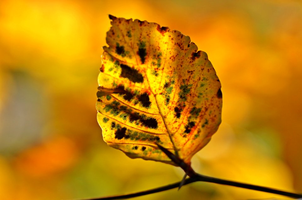 Leaf Close Up Macro Photography Autumn