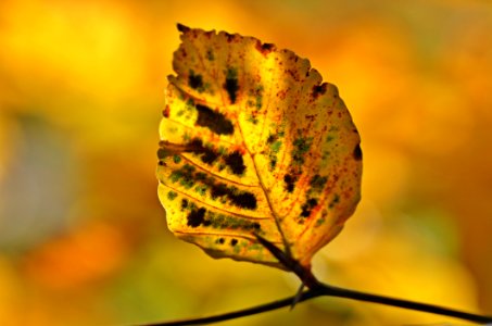 Leaf Close Up Macro Photography Autumn photo