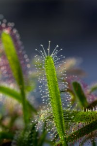 Vegetation Flora Close Up Water photo