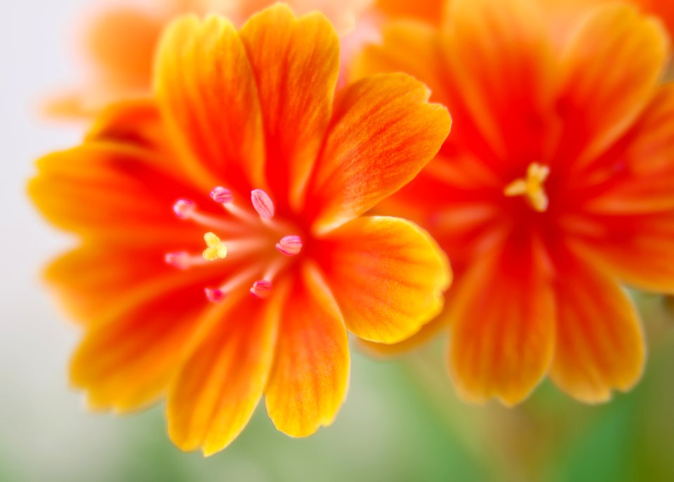 Flower Yellow Orange Flora