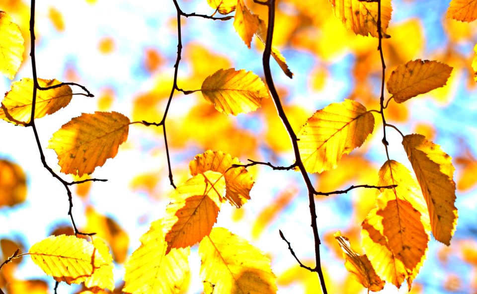 Branch Leaf Yellow Autumn