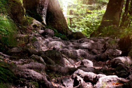 Nature Vegetation Rock Wilderness