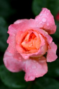 Close Up Photography Of Pink Petaled Flower With Water Dew photo
