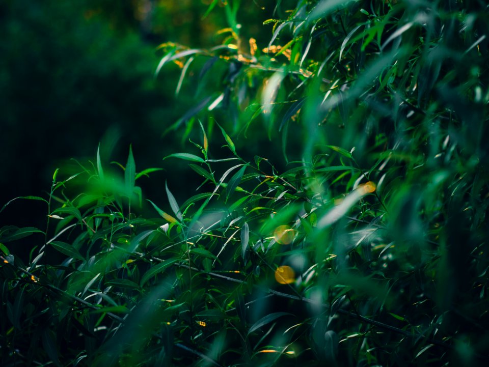 Green Leafy Plant During Daytime