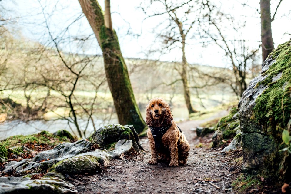 Spaniel Sitting On Country Path