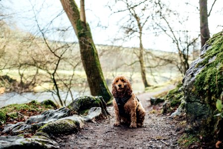 Spaniel Sitting On Country Path