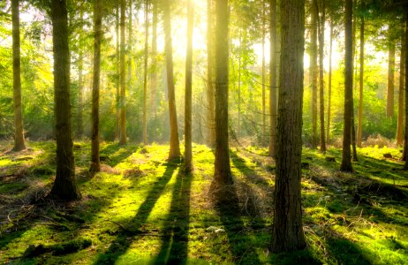 Sun Rays In Forest photo