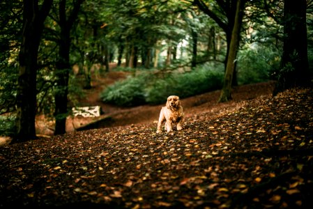 Dog In Forest