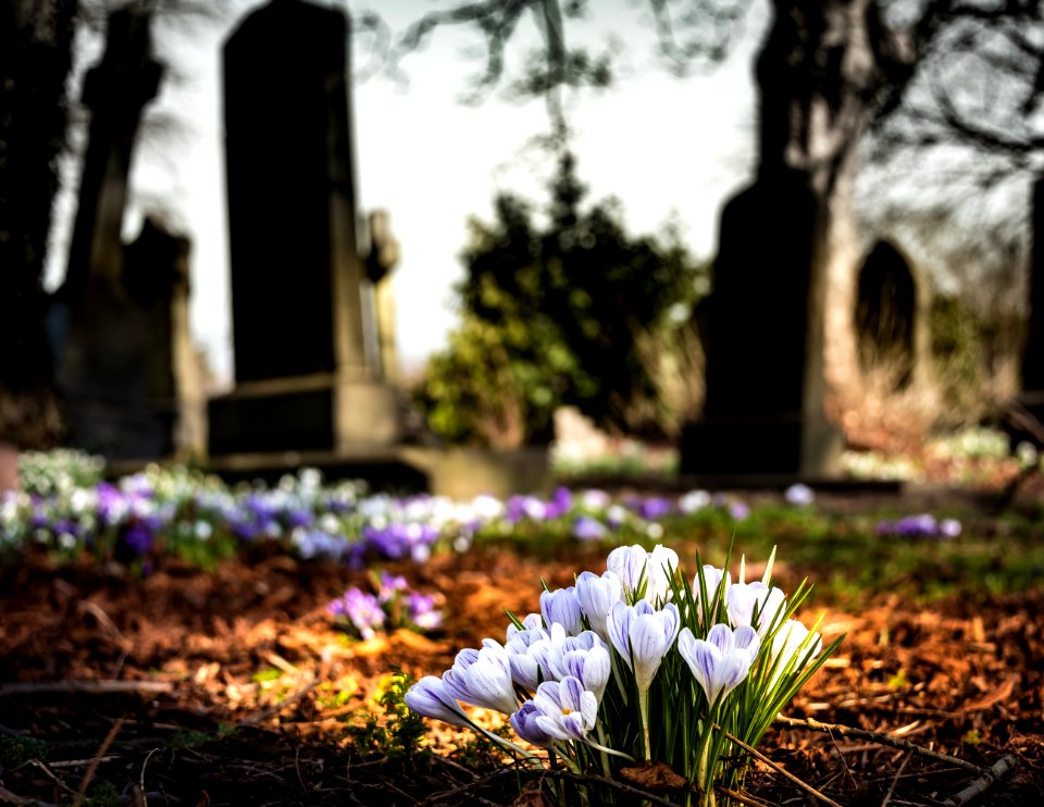 Purple Crocus In Bloom During Daytime
