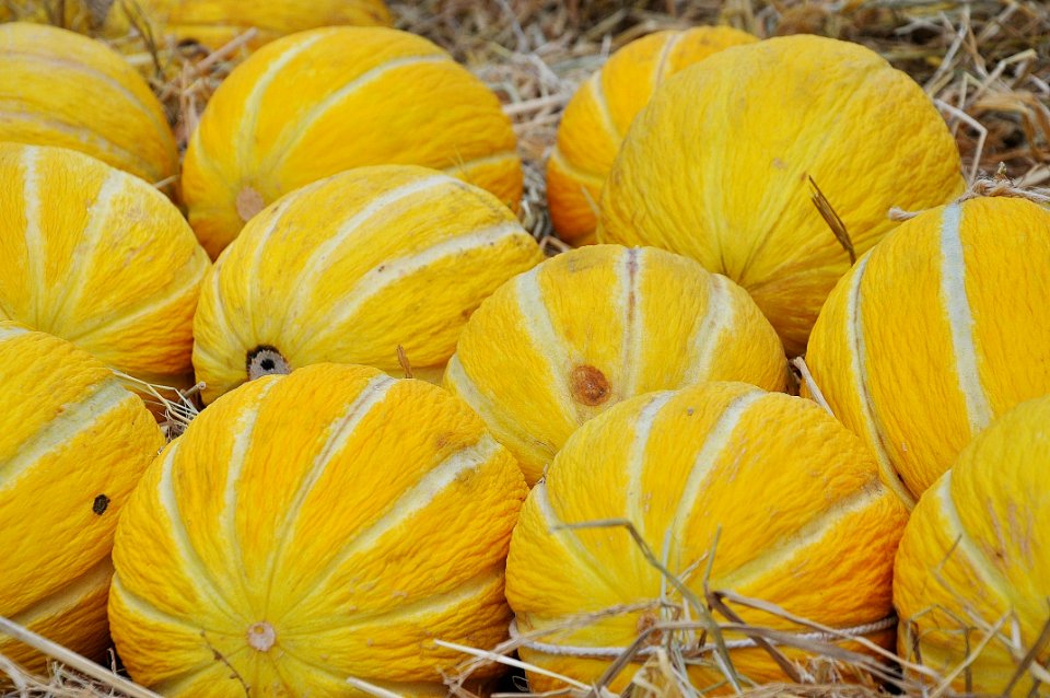 Yellow Fruit On Hay