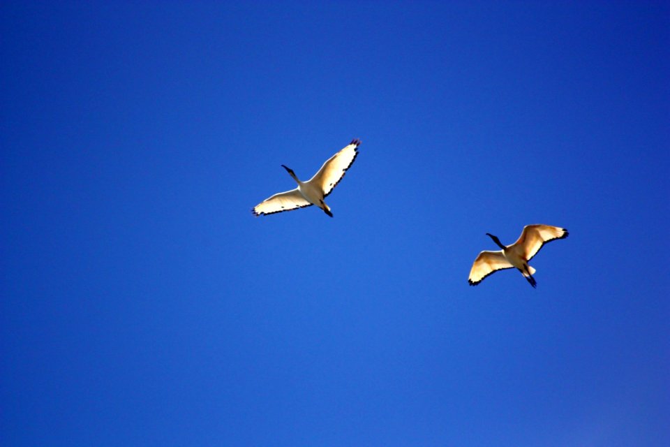 Sea Gull Flying Under Blue Sky During Daytime